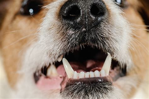 Köpek dişleri değişir mi